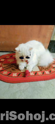 Persian Cat